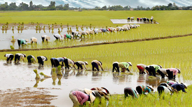  Nền nông nghiệp đang bị doanh nhân Việt bỏ rơi như thế nào?