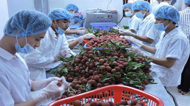 Trái cây Việt chinh phục thị trường khó tính
