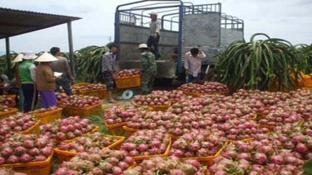 Xuất khẩu nông sản sang Trung Quốc: 8 giải pháp bền vững