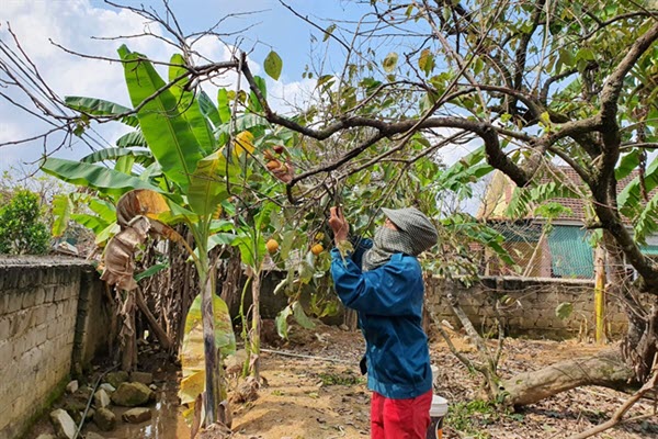 Nông dân xứ Nghệ mất cả mùa hồng vì lý do tưởng như vô hại