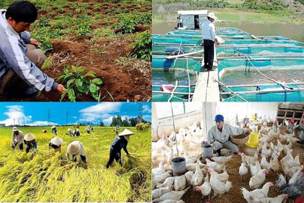 Bức tranh nông nghiệp quý 3/2022: Sản lượng lúa giảm, chăn nuôi và thủy sản hồi phục nhanh