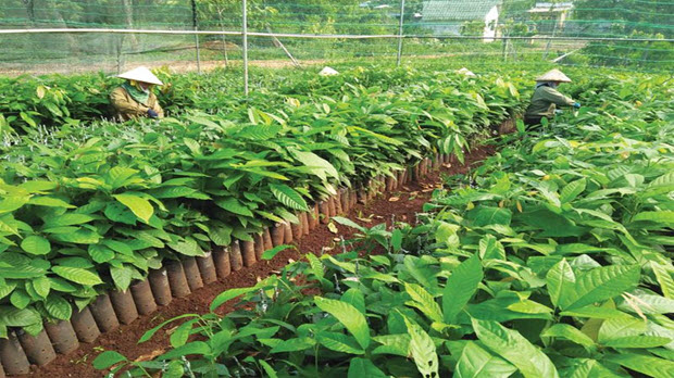   Nhật Bản hối hả đổ vốn vào nông nghiệp Việt Nam