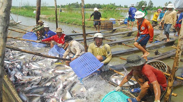  Trung Quốc tăng nhập khẩu cá tra từ Việt Nam