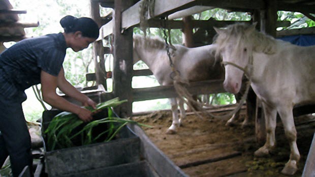 Nuôi ngựa bạch thoát nghèo ở Tân Sơn