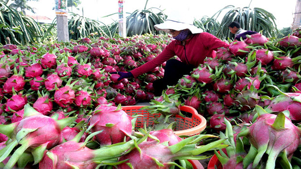 Rau quả Việt Nam: Chinh phục thị trường khó tính