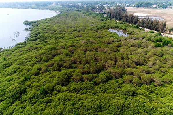 Khám phá rừng ngập mặn nguyên sinh Tam Giang, “báu vật” của Núi Thành