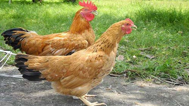  Sagrifood cung cấp heo, gà giống chất lượng cao
