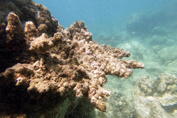 Nha Trang tạm dừng hoạt động du lịch lặn để bảo vệ rạn san hô "nghìn năm"