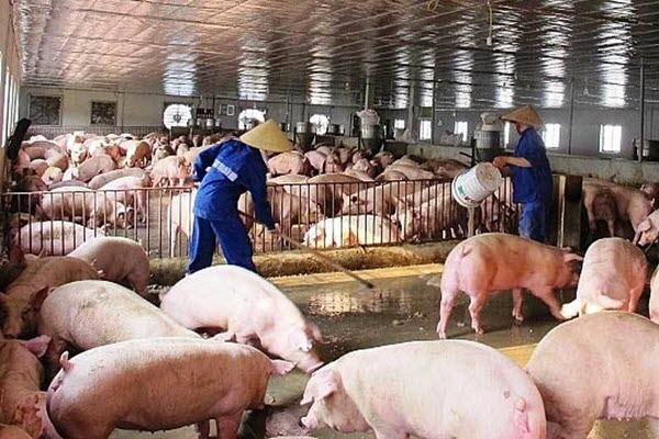 Thịt lợn đắt đỏ chưa từng có, tăng giá thách thức mọi 'lệnh' ép giảm