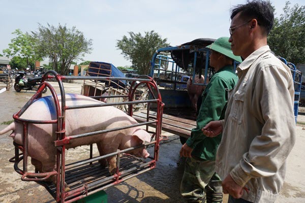 Chính phủ: Sớm có giải pháp hỗ trợ người chăn nuôi, bình ổn giá thịt lợn