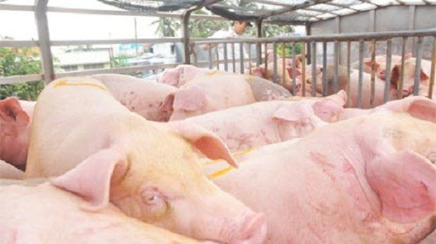  Thịt lợn rớt giá thảm, doanh nghiệp Việt lại nhập từ Anh, Hà Lan về để xuất sang Trung Quốc