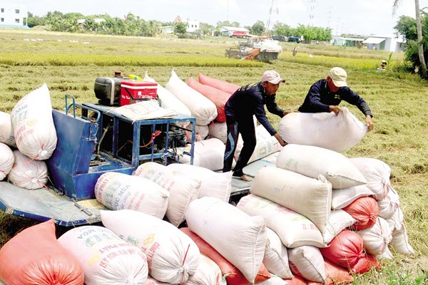 Giá gạo xuất khẩu của Việt Nam vượt Thái Lan