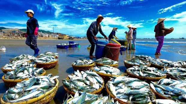 Châu Âu “rút thẻ vàng” với hải sản Việt Nam