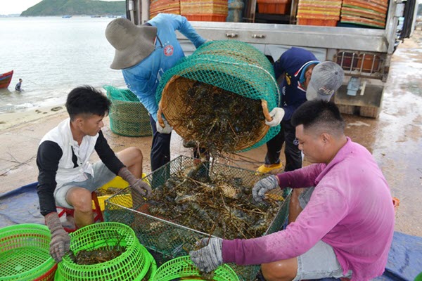 Phú Yên: Thị trường Trung Quốc “chê” tôm hùm, người nuôi lao đao