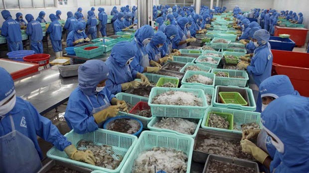 Trung Quốc có thể thành thị trường lớn thứ 2 về xuất khẩu tôm của Việt Nam