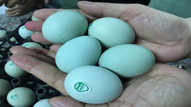  Trứng gà xanh siêu lạ, mỗi ngày bán 10.000 quả
