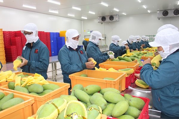 Xuất khẩu trái cây chính ngạch sang Trung Quốc phải đáp ứng điều kiện gì?