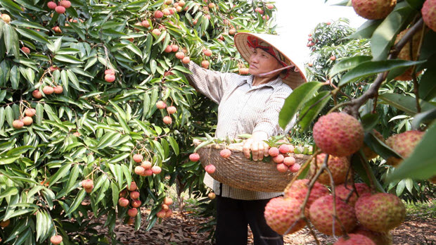  Xung quanh ‘hiện tượng’ xuất khẩu rau quả Việt