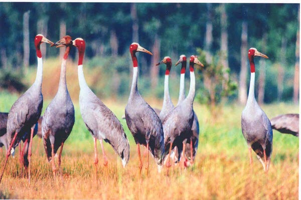 Vườn quốc gia Tràm Chim – Khu Ramsar thứ 2.000 của thế giới