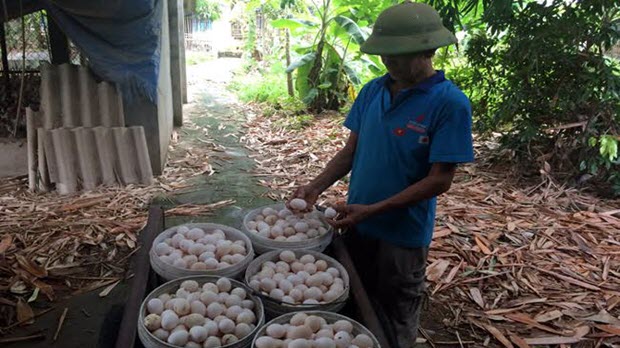  Khủng hoảng trứng gà: 1.000 đồng/quả, ế chất đống đầy nhà