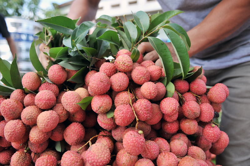 Lần đầu tiên Bắc Giang tổ chức "Ngày hội trái cây Lục Ngạn"