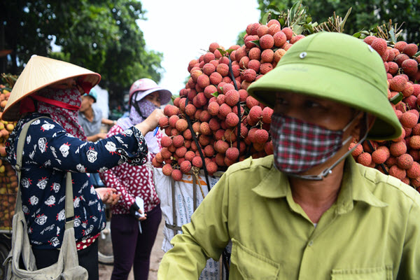 Hàng trăm nghìn tấn nông sản bị nghẽn, Bắc Giang kêu gọi giải cứu