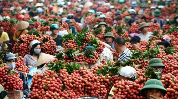  Phụ thuộc thị trường, 80% rau quả Việt được xuất sang Trung Quốc