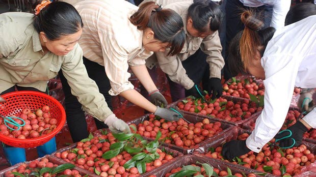 Kết thúc mùa vải thiều, Bắc Giang thu 6.365 tỷ đồng