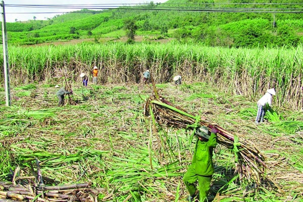Việt Nam chính thức bỏ hạn ngạch thuế quan nhập khẩu mía đường