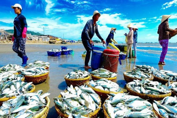 IUUイエローカードにより、ベトナムの魚介類が等級に分類される