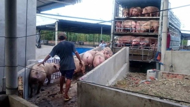  15.000 con lợn được buôn lậu từ Việt Nam sang Trung Quốc mỗi ngày