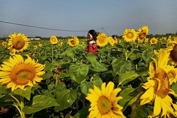 Đắk Lắk: Giới trẻ thích thú với cánh đồng hoa hướng dương giữa TP. Buôn Ma Thuột
