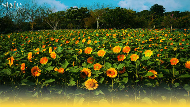 Check-in vườn hoa hướng dương nở rộ rực rỡ ở Đồng Nai