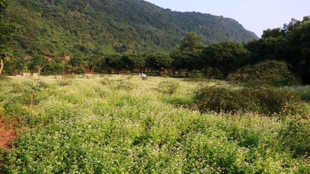  Vườn tam giác mạch “có 1 không 2” hút hồn du khách ở Ninh Bình