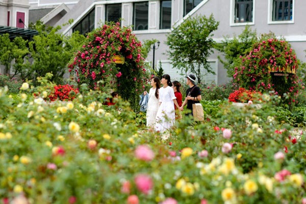 Lạc bước vào thung lũng hoa hồng lớn nhất Việt Nam tại Sa Pa