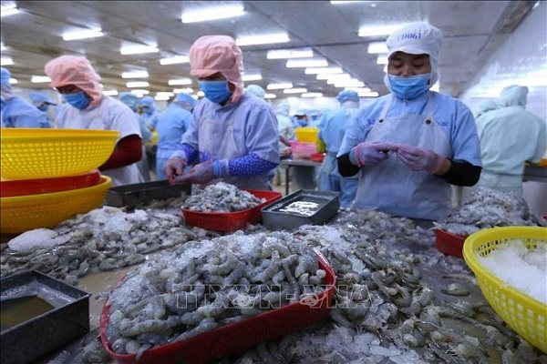 Tôm và cá ngừ Việt sẽ hưởng lợi lớn nhất từ EVFTA