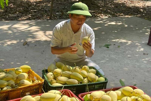 Xoài Việt mới đầu mùa đã dội chợ, giá rẻ hơn rau