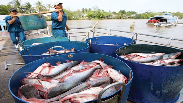  Xuất khẩu cá tra lo vì… được tháo ách