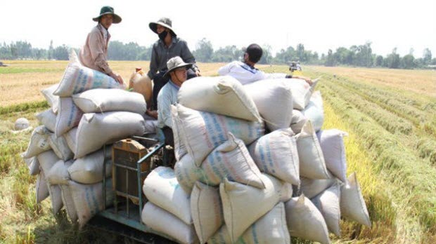 Trung Quốc “thiết lập tiêu chuẩn nhập khẩu”, xuất khẩu gạo Việt giảm mạnh